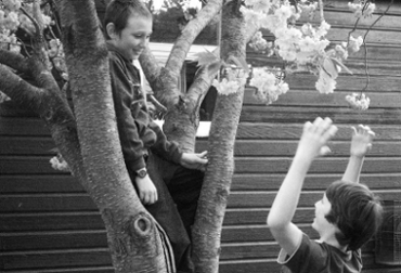 tree boys